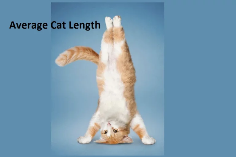 What Is Average Cat Length?