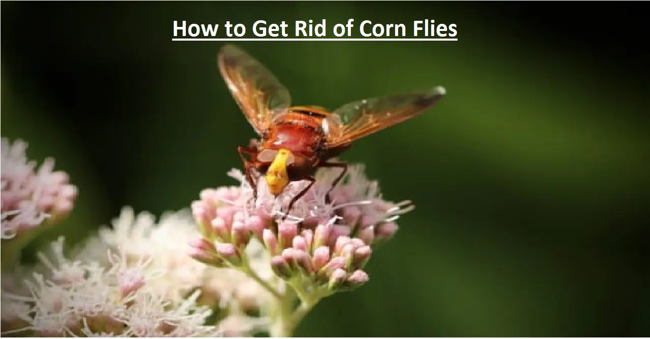 How to Get Rid of Corn Flies