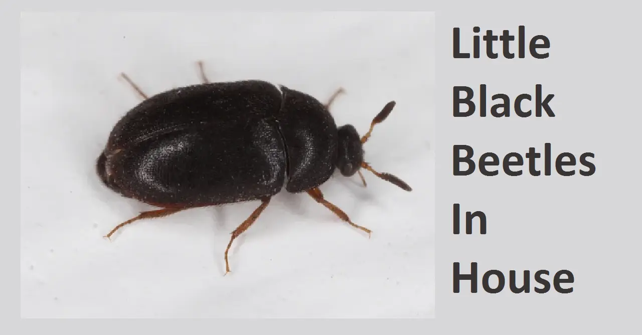 Little Black Beetles In House